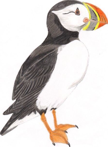 Puffin