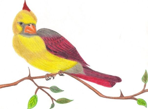 Cardinal