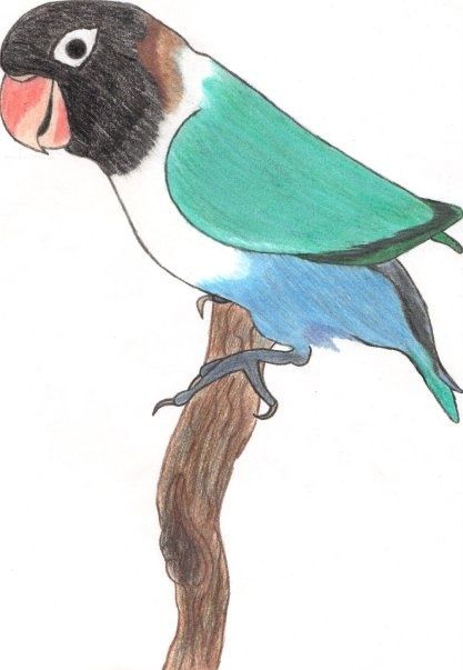 Love Bird