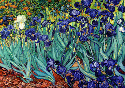 The White Iris--By Vincent Van Gogh The White Iris--By Vincent Van Gogh