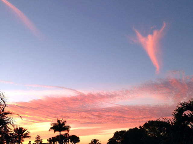 PINK ANGELS PINK ANGELS