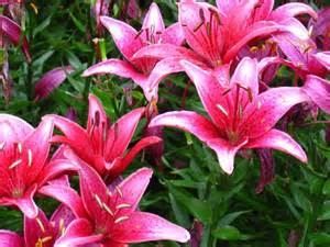 Day Lillies Day Lillies