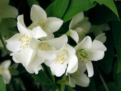 Night Blooming Jasmine Night Blooming Jasmine