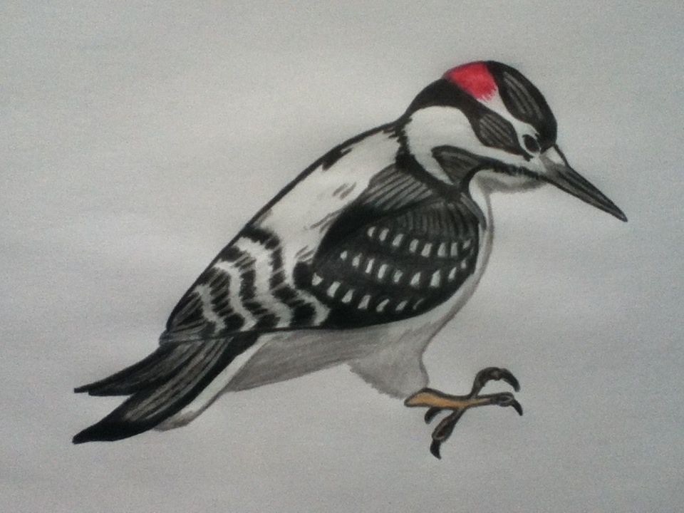 Woodpecker