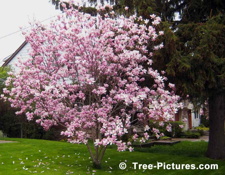 Magnolias Magnolias
