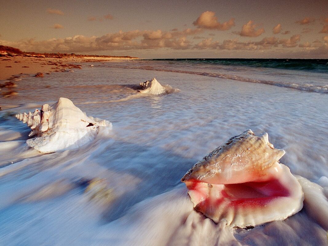 Time Echoes in a Shell Time Echoes in a Shell