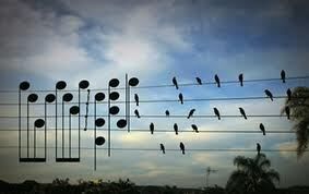 Birds On a Wire Birds On a Wire
