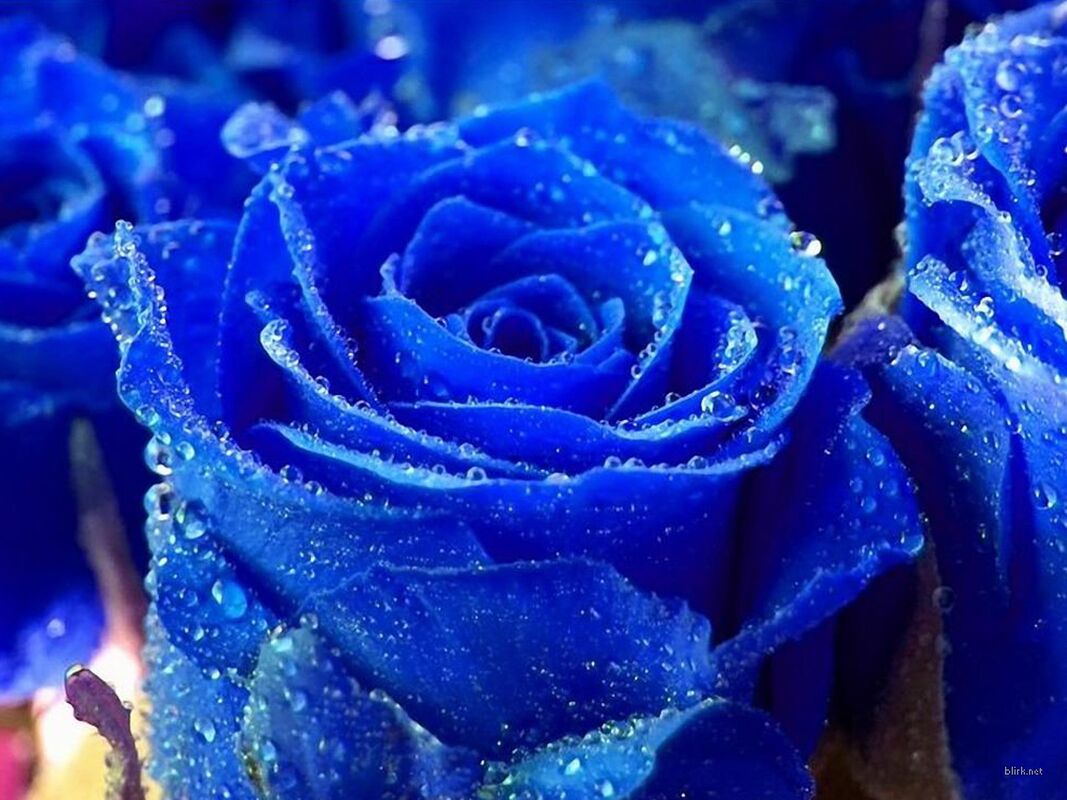 He Gave Me A Rose He Gave Me A Rose