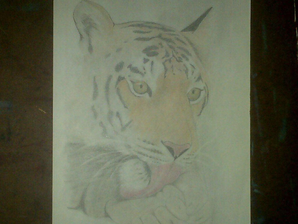 Shalom Art Creations