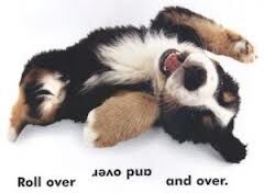 ROLL OVER ...".ROVER" ! ROLL OVER ...".ROVER" !