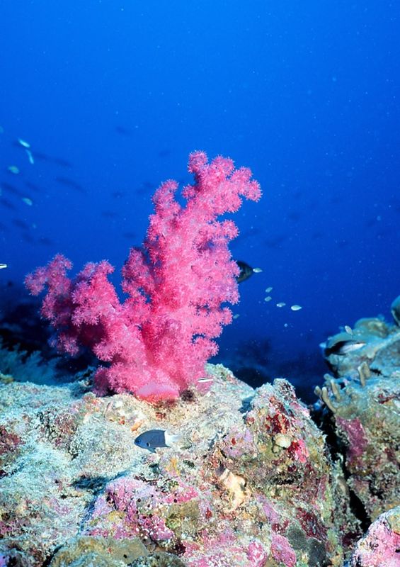 Coral coast Coral coast