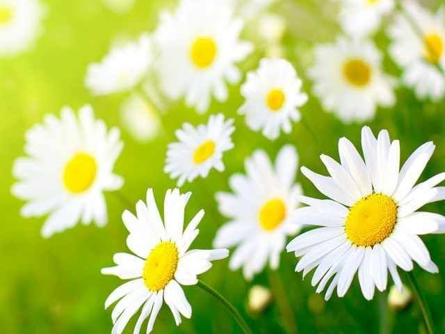 She loves me she loves me not. She loves me she loves me not.