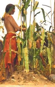 Strength In The Corn Strength In The Corn