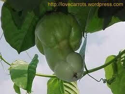 SWEET CORN ! & PORN !?x SWEET CORN ! & PORN !?x
