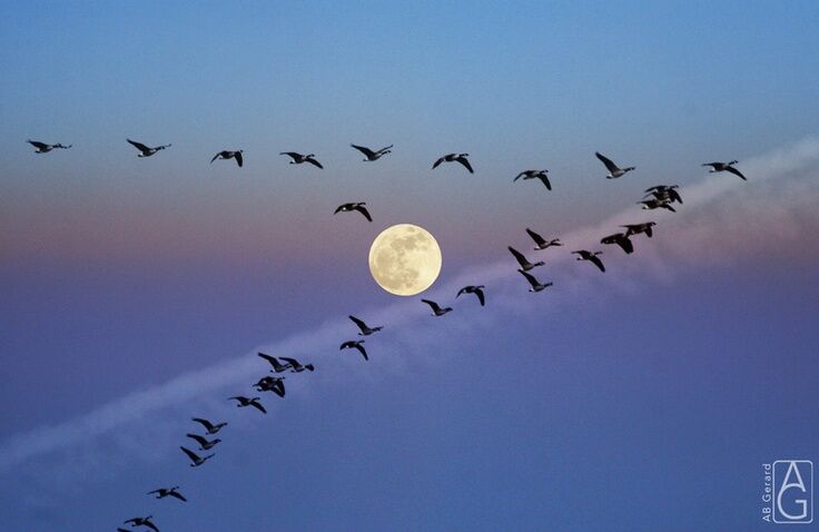 Geese Geese