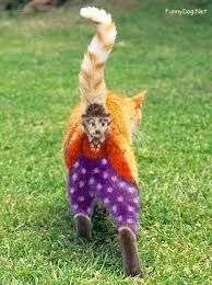 CHARLIE...THE CLOWN CAT!?x CHARLIE...THE CLOWN CAT!?x