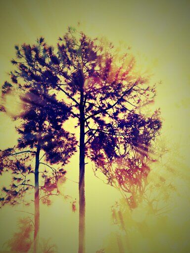Trees of Light Trees of Light