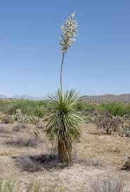 The Yucca Plant.