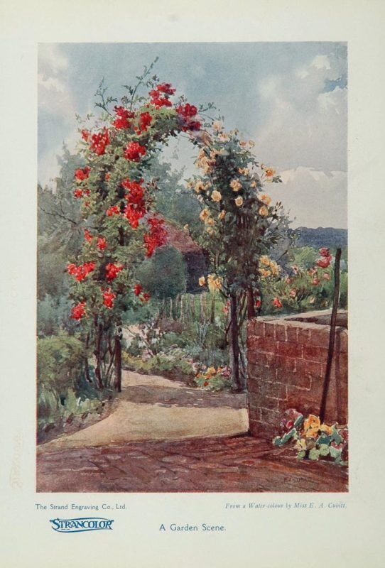 A Life Of Roses