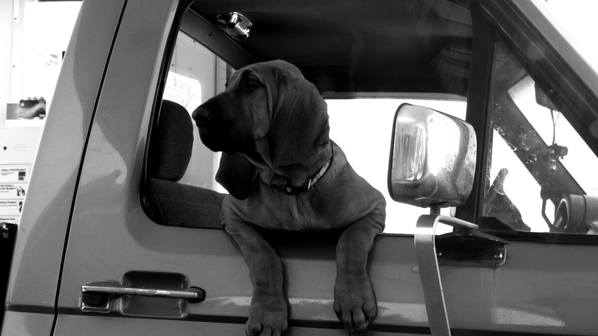 Dog Days n' Loyalty Dog Days n' Loyalty