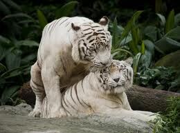 " ROAR !! " " ROAR !! "