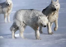 The Wolves Snow Path The Wolves Snow Path