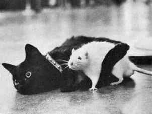 Odd Bedfellows--(ps  Must be read in fake Mexican Accent)