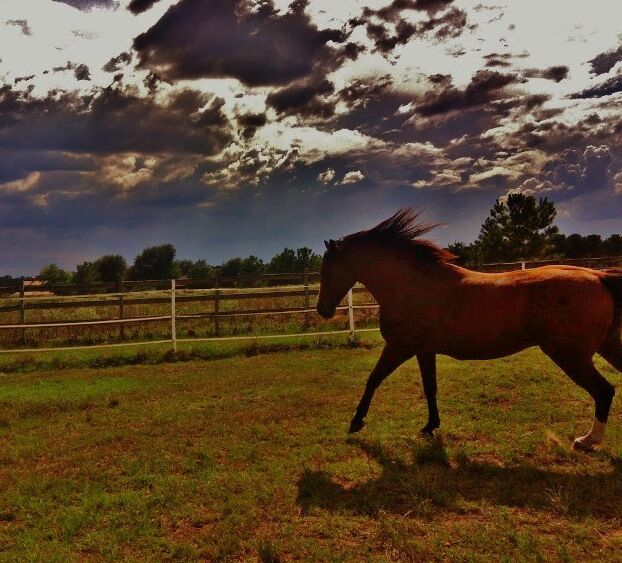 Mustang's Lament (revised) Mustang's Lament (revised)