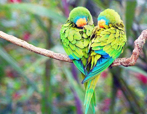 A LOVEBIRD'S SONG