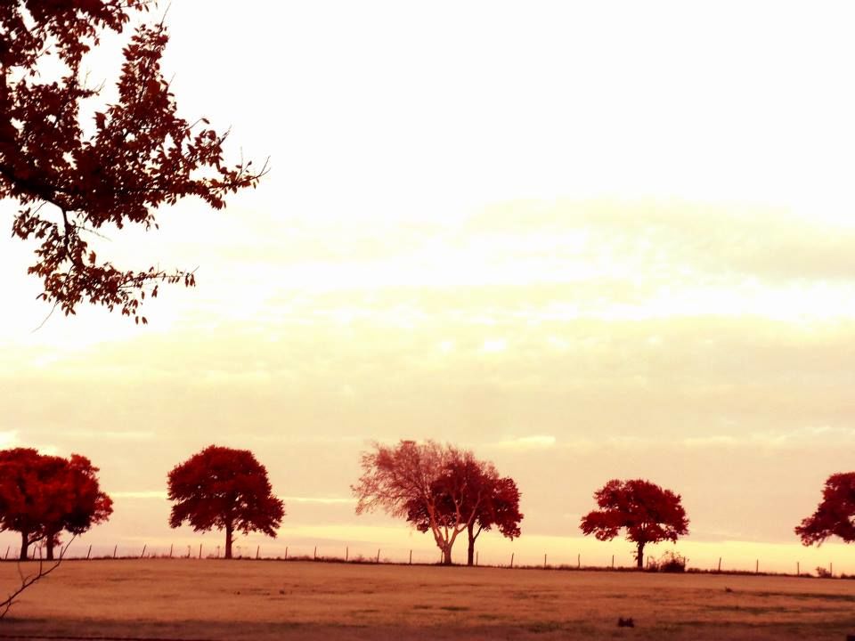 Red Trees