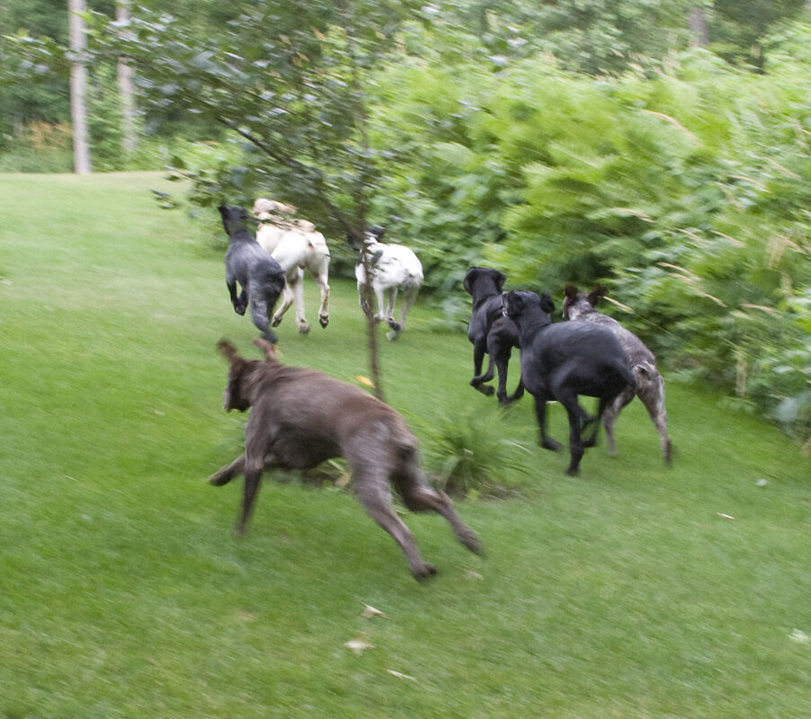 Dogs On The Run Dogs On The Run
