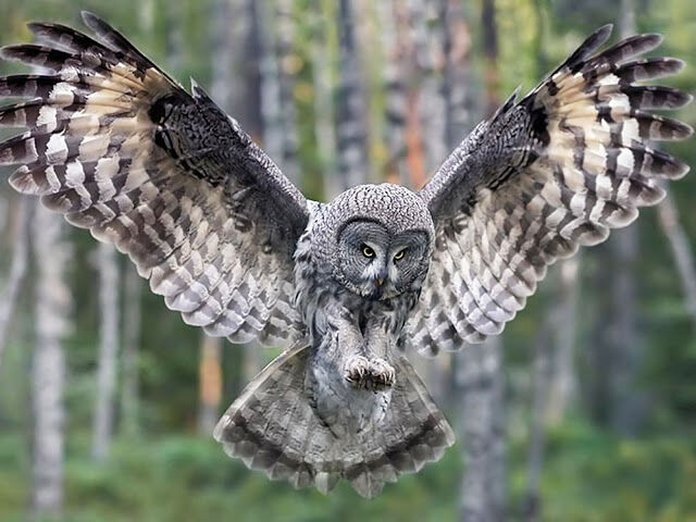 The Revival of the Owl The Revival of the Owl
