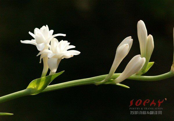 Tuberose 