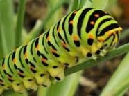 Caterpillar Caterpillar