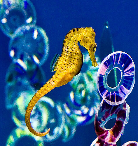 Riding on a Sea Horse Riding on a Sea Horse
