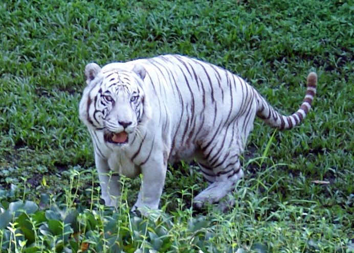 Lightning-Tiger Lightning-Tiger