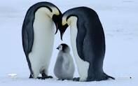 Penguins