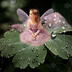 The Dewdrop Fairy The Dewdrop Fairy