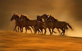 Let them Run Free