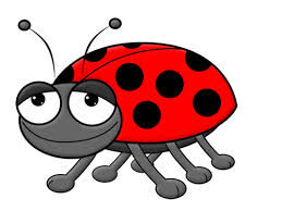 THE LADYBUG THE LADYBUG