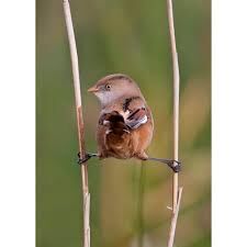 ON..YOUR TIT.S !?X