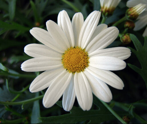 Oops A Daisy Oops A Daisy