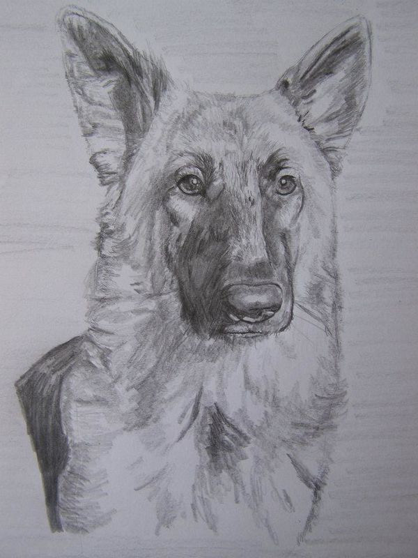 german sheperd dog