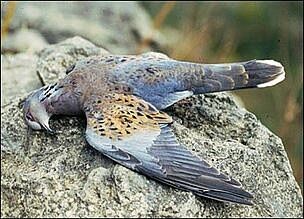 The dove they shot down from above 