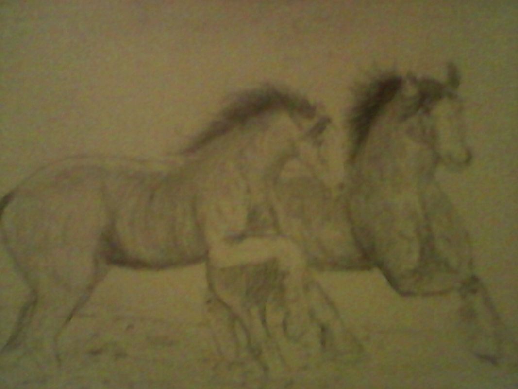 Horses on the run