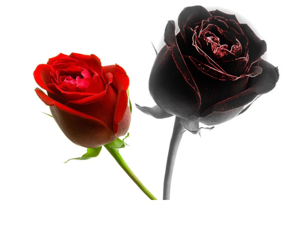 The Shadow of Love
