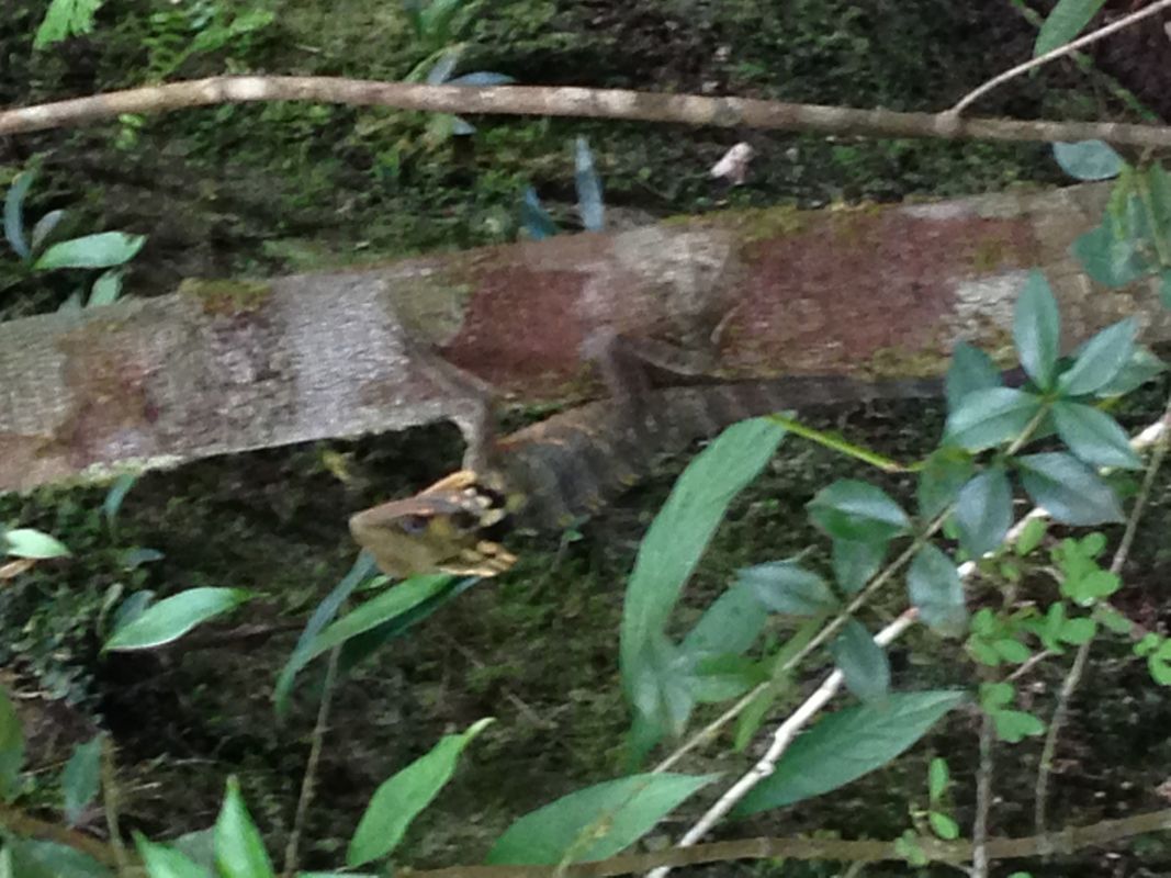 Photograph of Boyd Forest Dragon in the Dainteee Rainforest 