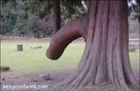 Wilting Willow...!