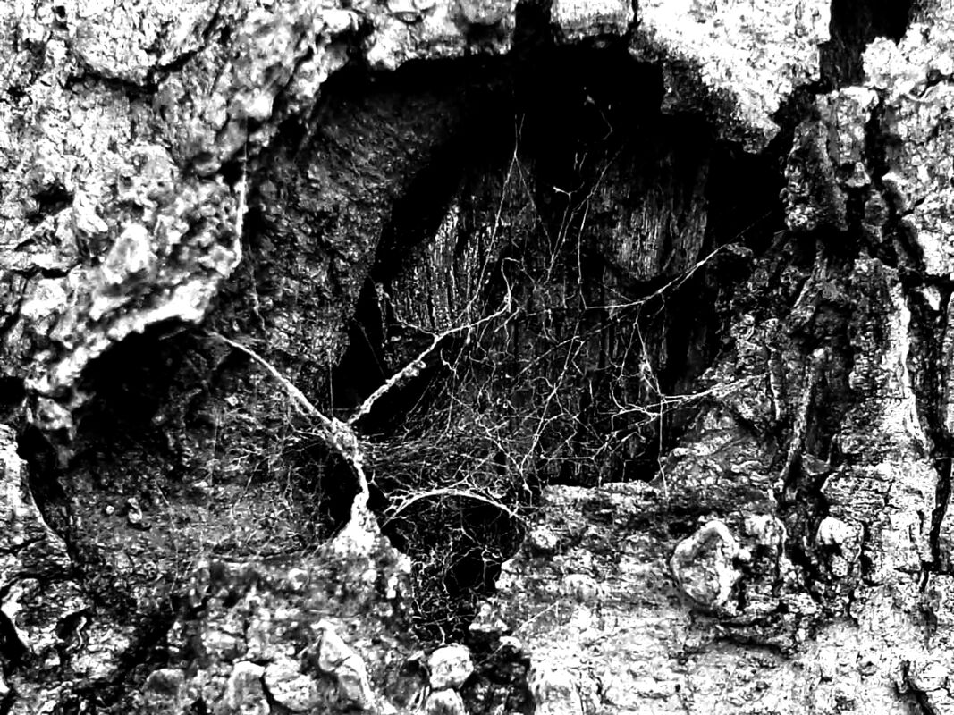Spiderweb, or a Woman's head? Spiderweb, or a Woman's head?