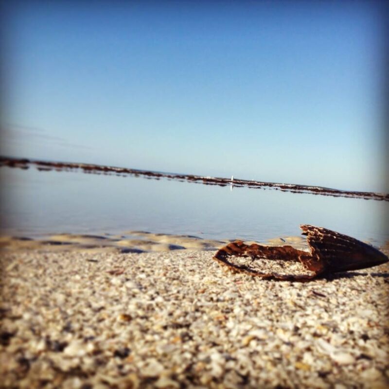 The Lonely Shell